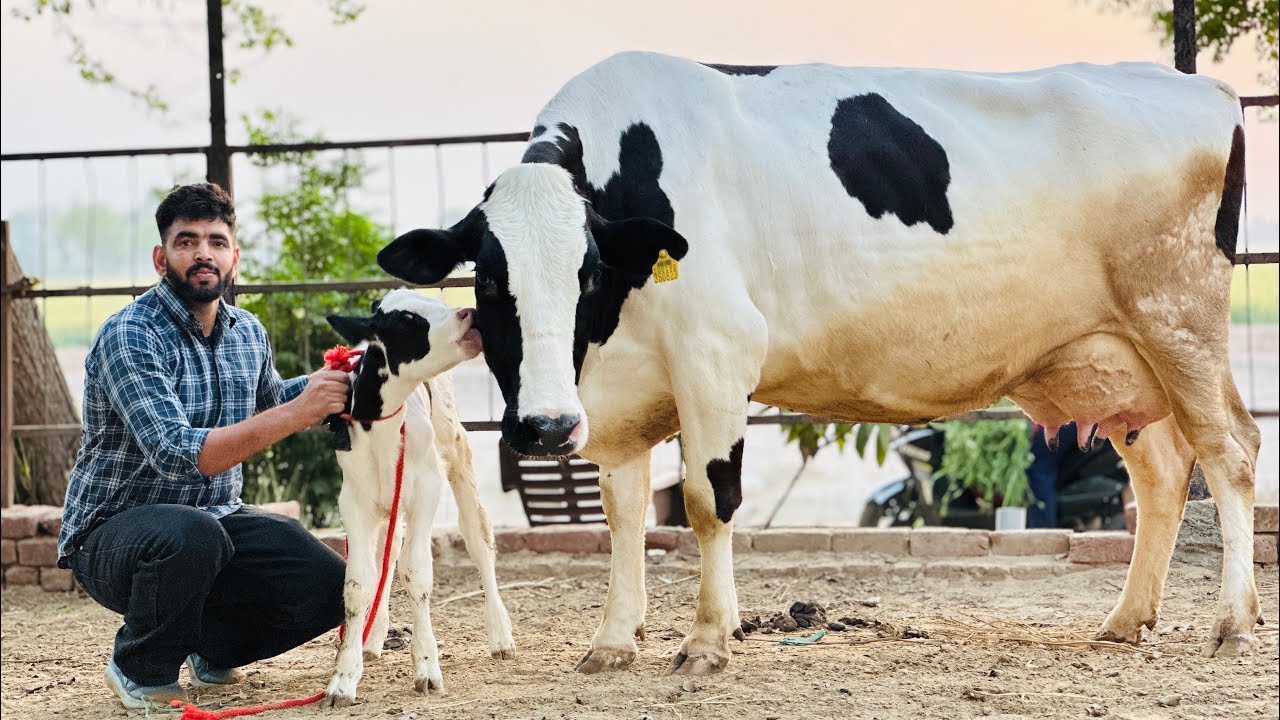 🔥 Top Quality 4 HF Cows for Sale | 175 KG Milk Daily | Best Deal  Sahib Dairy Farm 💯