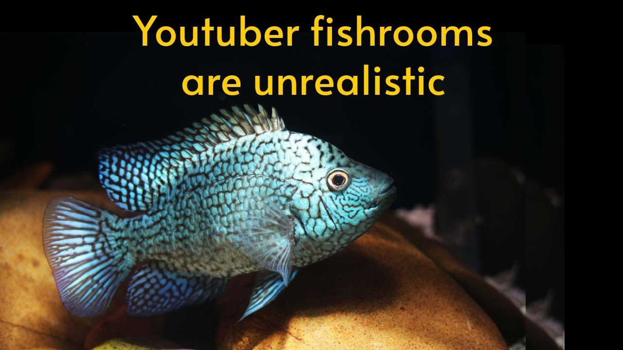 Are YouTuber Fish Rooms Unrealistic?