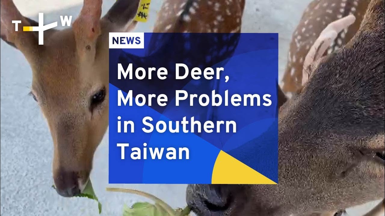 Humans learn to live with increasing deer population in southern Taiwan