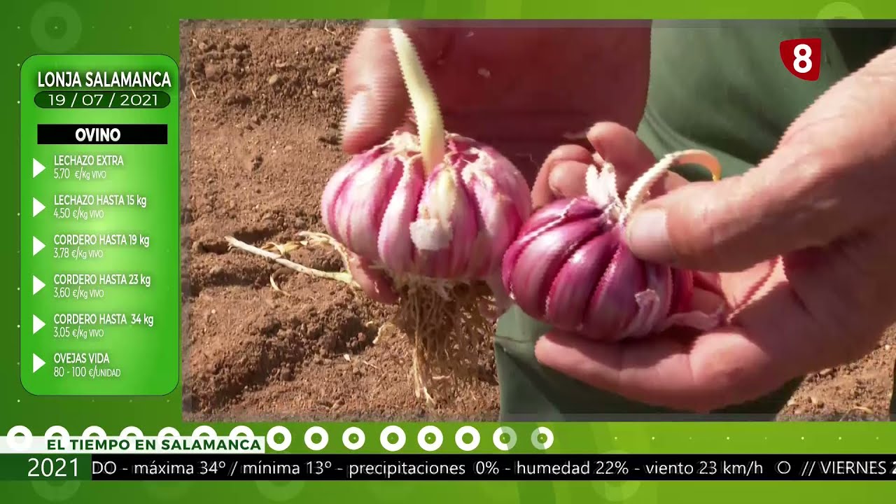 Cultivo del ajo en Arabayona de Mógica - Campo salmantino 19 de julio 2021