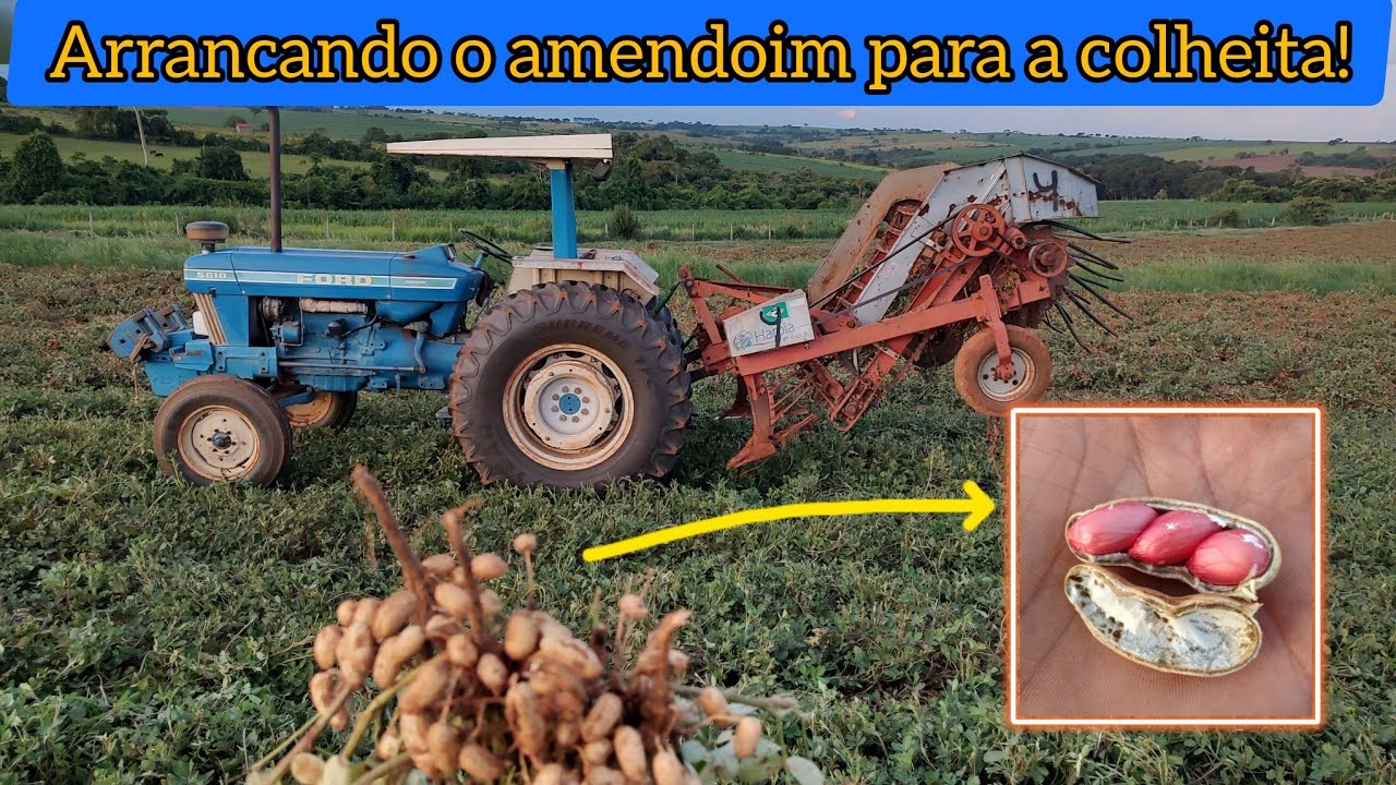 Arrancando o amendoim para colher! vejam o processo e algumas dicas | Ford 5610 e Agromerica harpia