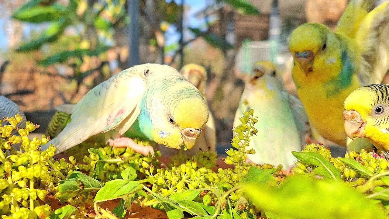1 Hour Budgies birds eat leaves and chirping.