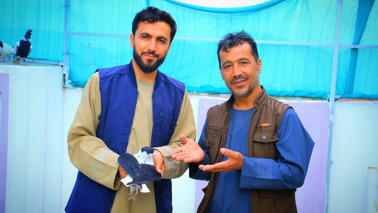 به زور پول کفتر اصلاح را به چند لگ افغانی و هزار دالر می خرد|سفید کردن پر سیاه کفتر|افشا رازهای جدید