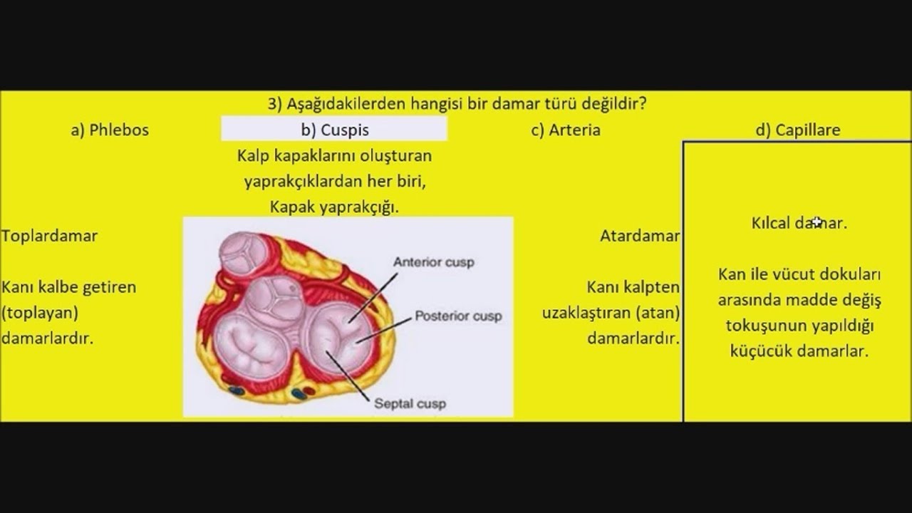 Raif Mert ESEN KARDİYOVASKÜLER SİSTEM KALP DAMAR DOLAŞIM SİSTEMİ ANLATIMLI SORU CEVAP