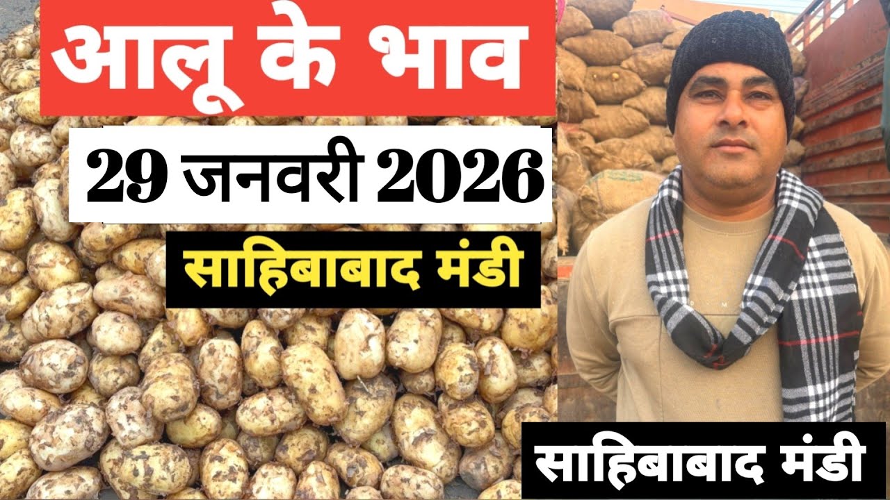 29 January 2026 🥔आलू का भाव साहिबाबाद मंडी | toady potato rates #aalu #aalubhav #potato #delhimandi