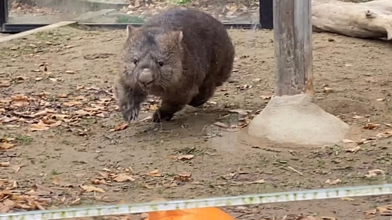 【Wombat】走る💨食べる🌿止まる😆フクちゃん🐻 #五月山動物園 (BGMは自作です♫)