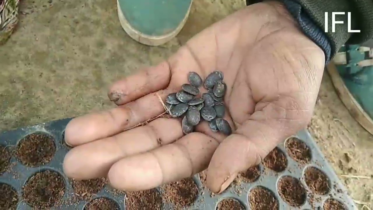 फरवरी मे अगेती तोरई  लौकी करेला की नर्सरी कैसे डाले a to z जानकारी