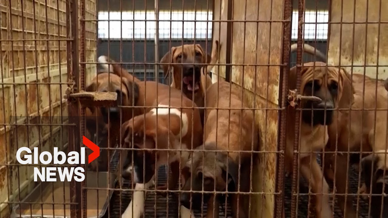 South Korea bans selling dog meat for consumption, ending controversial practice