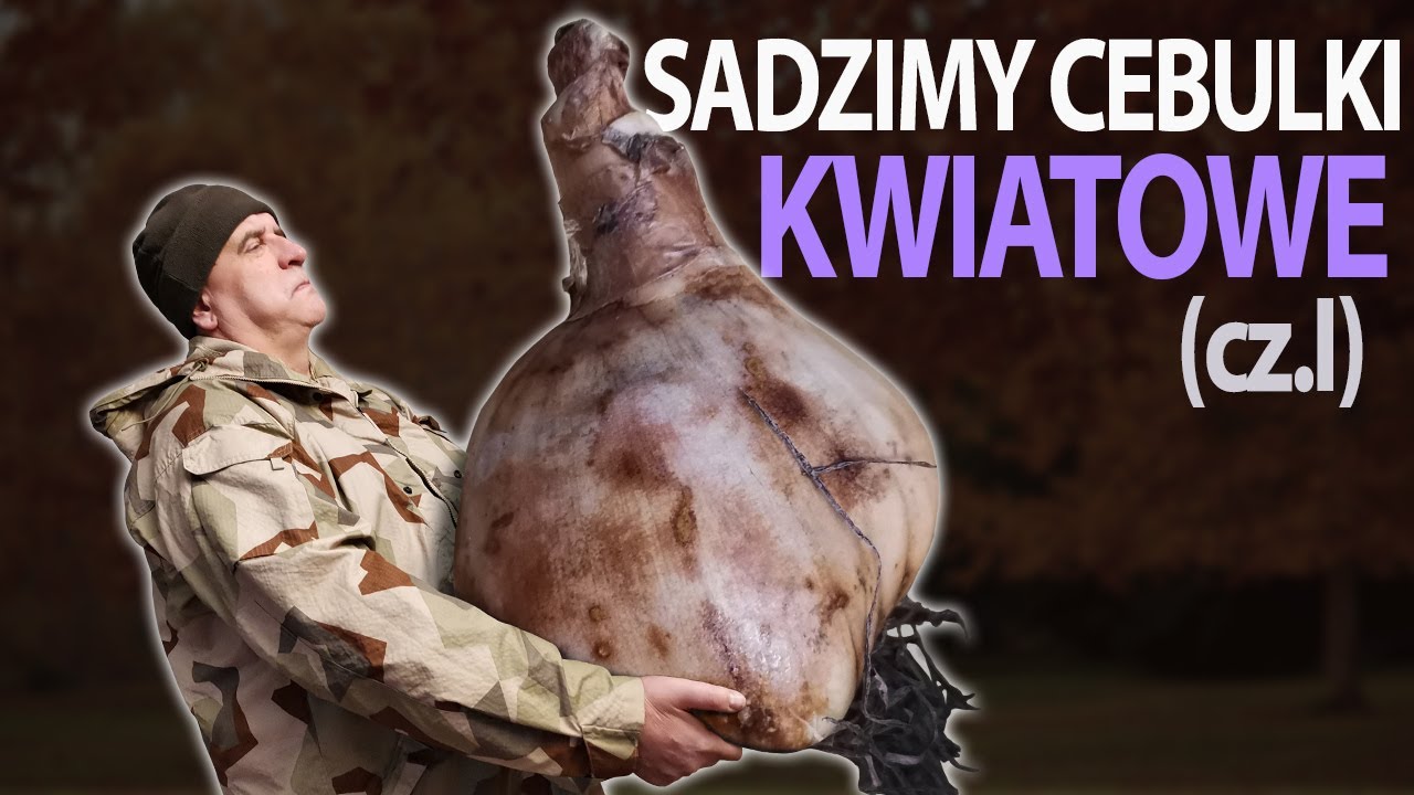 SADZIMY CEBULKI KWIATOWE (CZ.1)