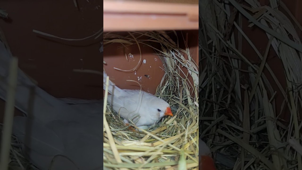 ждём пополнение)#амадины#zebrafinches#зебровыеамадины#размножение #shorts