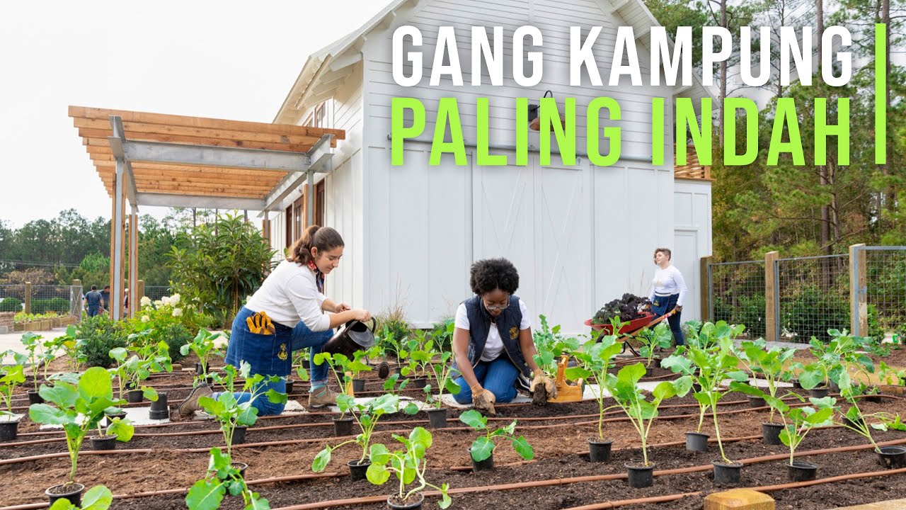 Gang Sempit di Sulap Jadi Kebun Sayur Organik