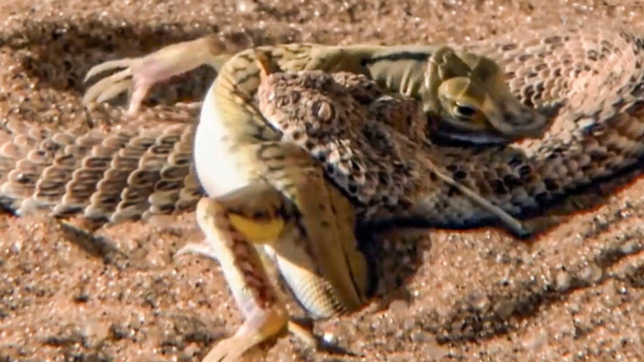 Пустынная гадюка &ndash; ужас песков! Лучшая маскировка и эффективная тактика охоты!