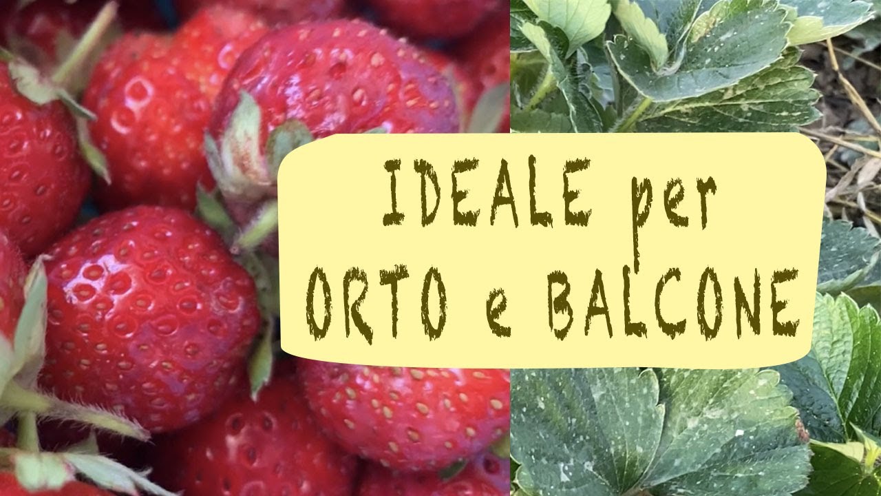 FRAGOLE - TRUCCHI per moltiplicarle - orto invernale