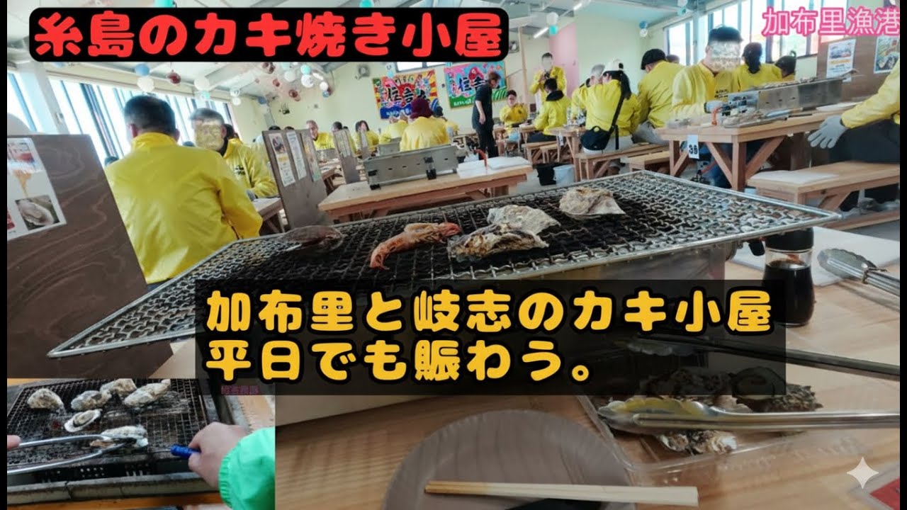 【【🦪牡蠣小屋探訪】糸島のカキ小屋ってどうなの？加布里、岐志漁港のカキ焼き小で冬の味覚を堪能！【福岡県糸島市】#腹ぺこｸﾞﾙﾒ