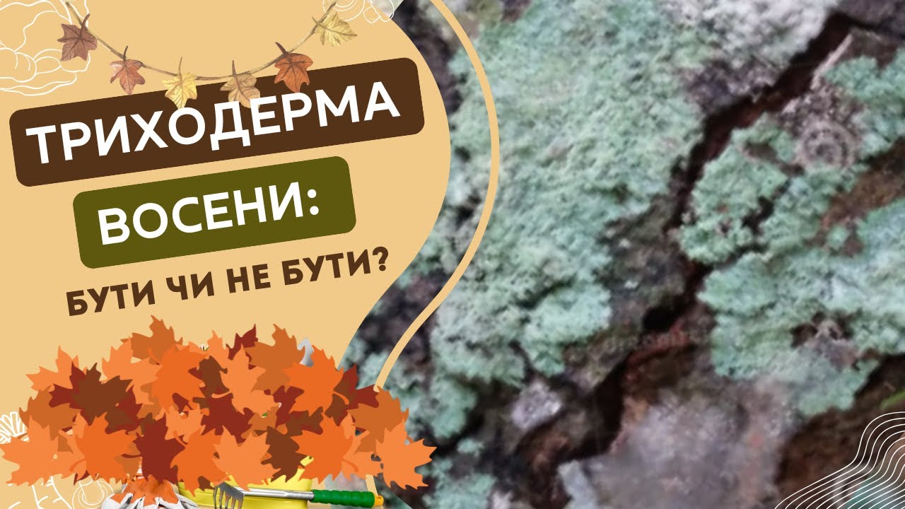 🦠🍂🍁Чи варто вносити триходерму в грунт восени і ще багато цікавого про неї.🦠🦠🦠🍂🍁