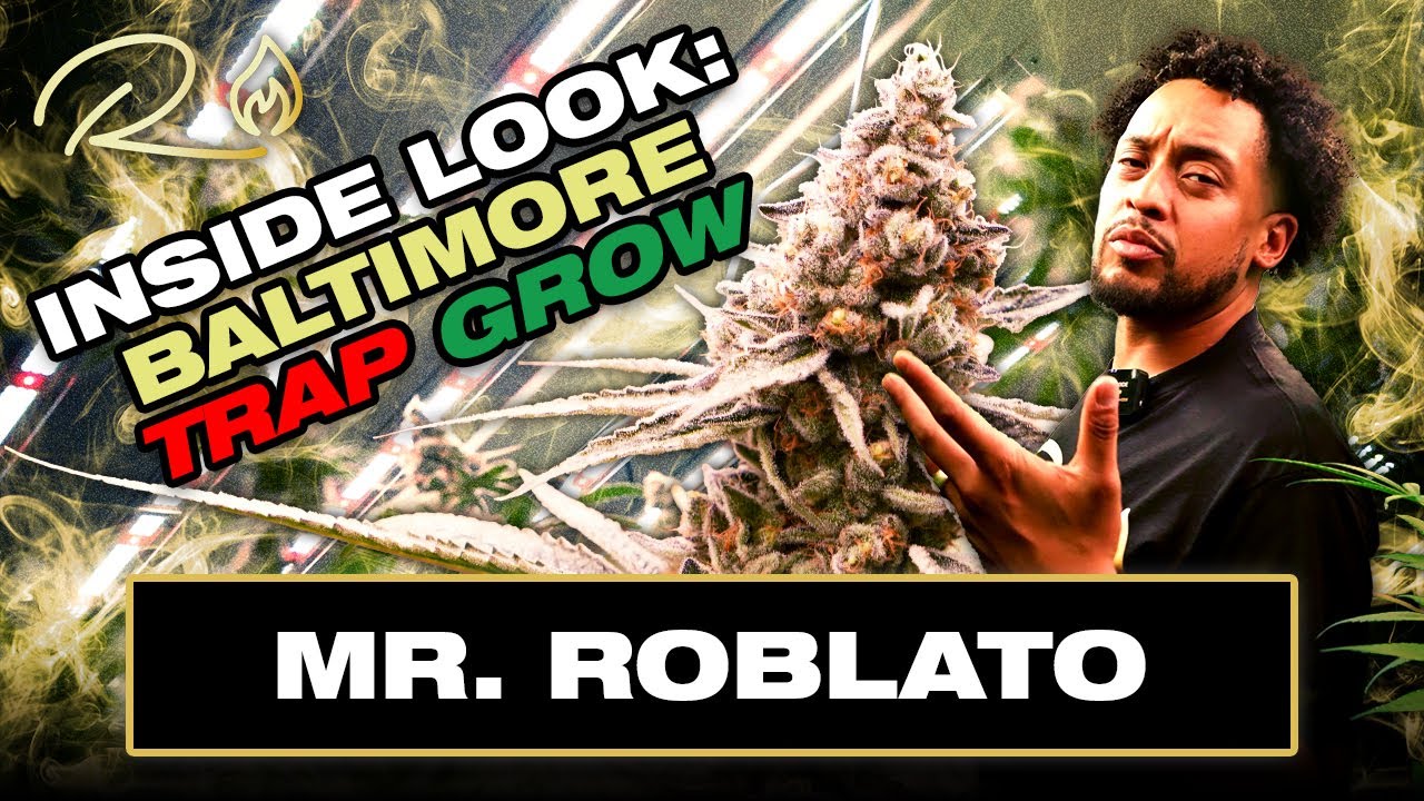 Mr Roblato: Grow Tour, Baltimore Trap Grows, West Coast Genetics in the DMV