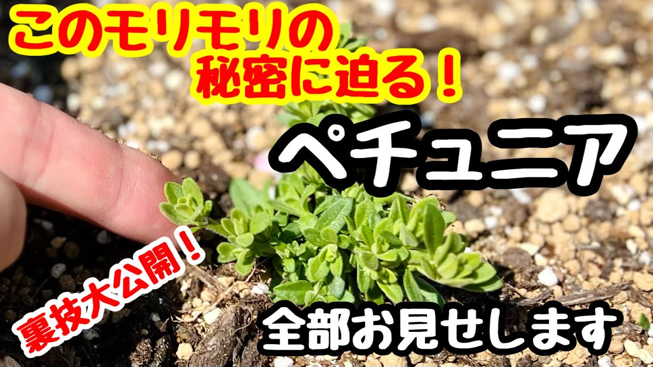 ◆裏ワザを全て公開！【ペチュニア】【カリブラコア】モリモリ選手権🌱
