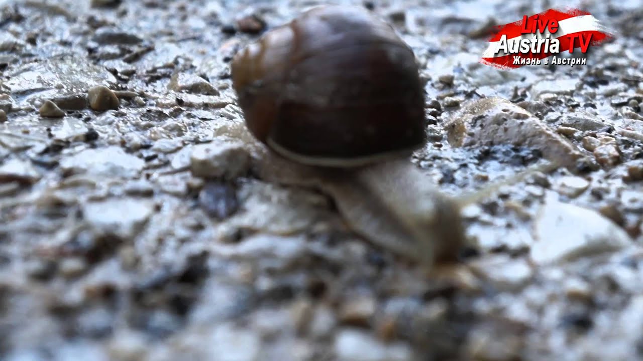 Поездка на озеро Леопольдштайнер Leopoldsteinersee Austria