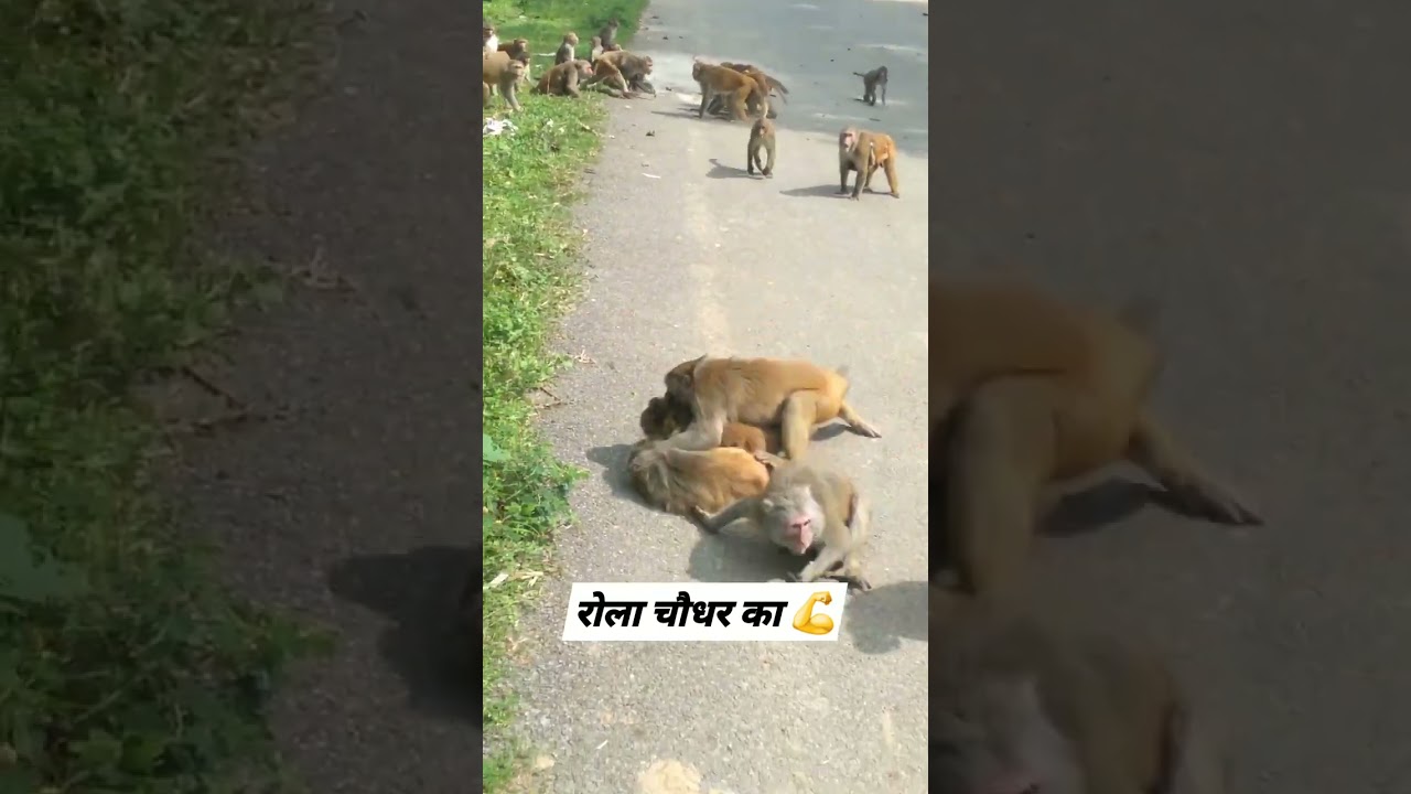 Animal Fight : Monkey Brutal Fight video | Real Fight Video