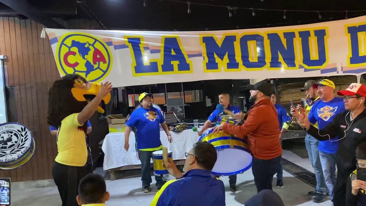 Murga matamoros azulcrema