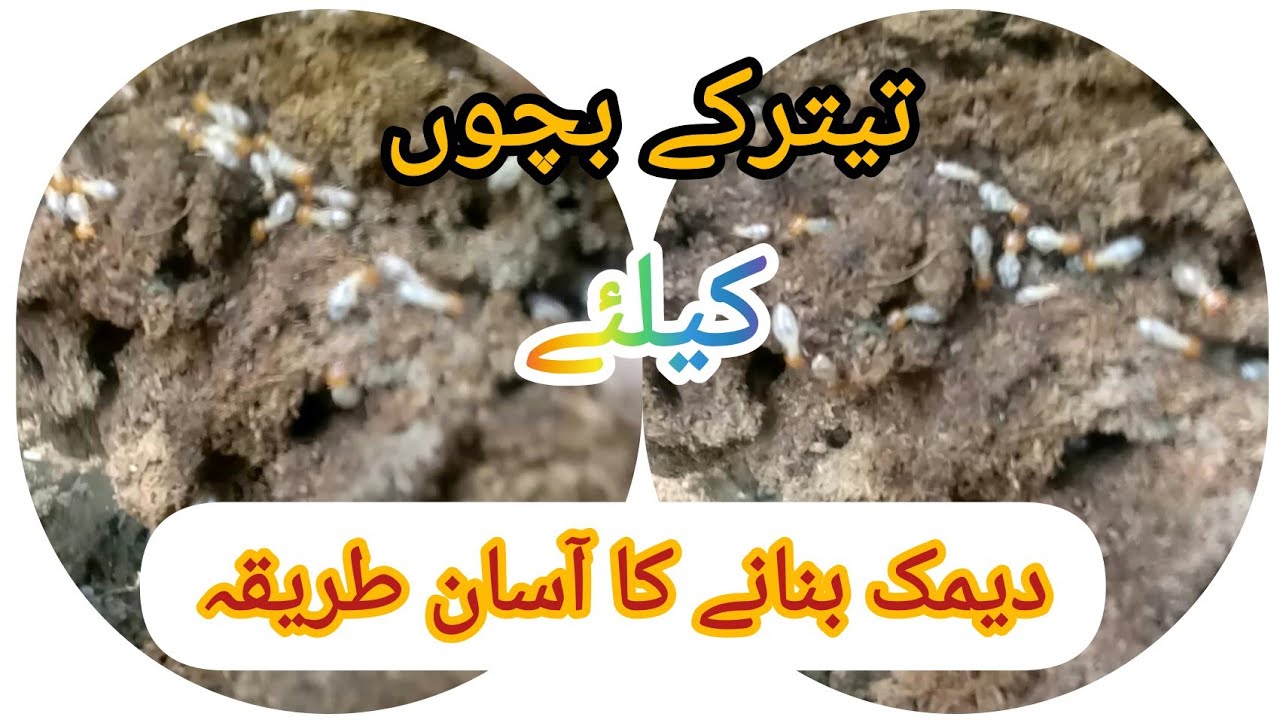 how to make termite (دیمک)#virul francoline's information