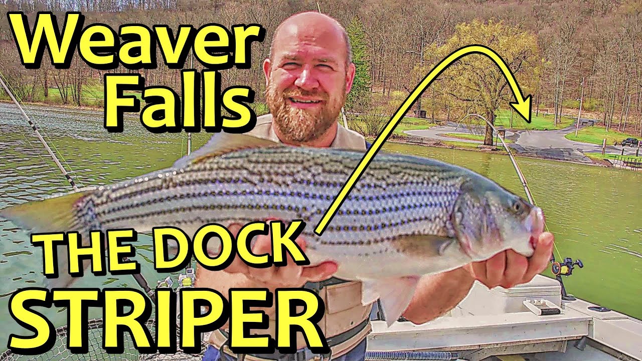 Raystown Lake Striper Fishing - Weaver Falls Dock Striper - Randall Rydes