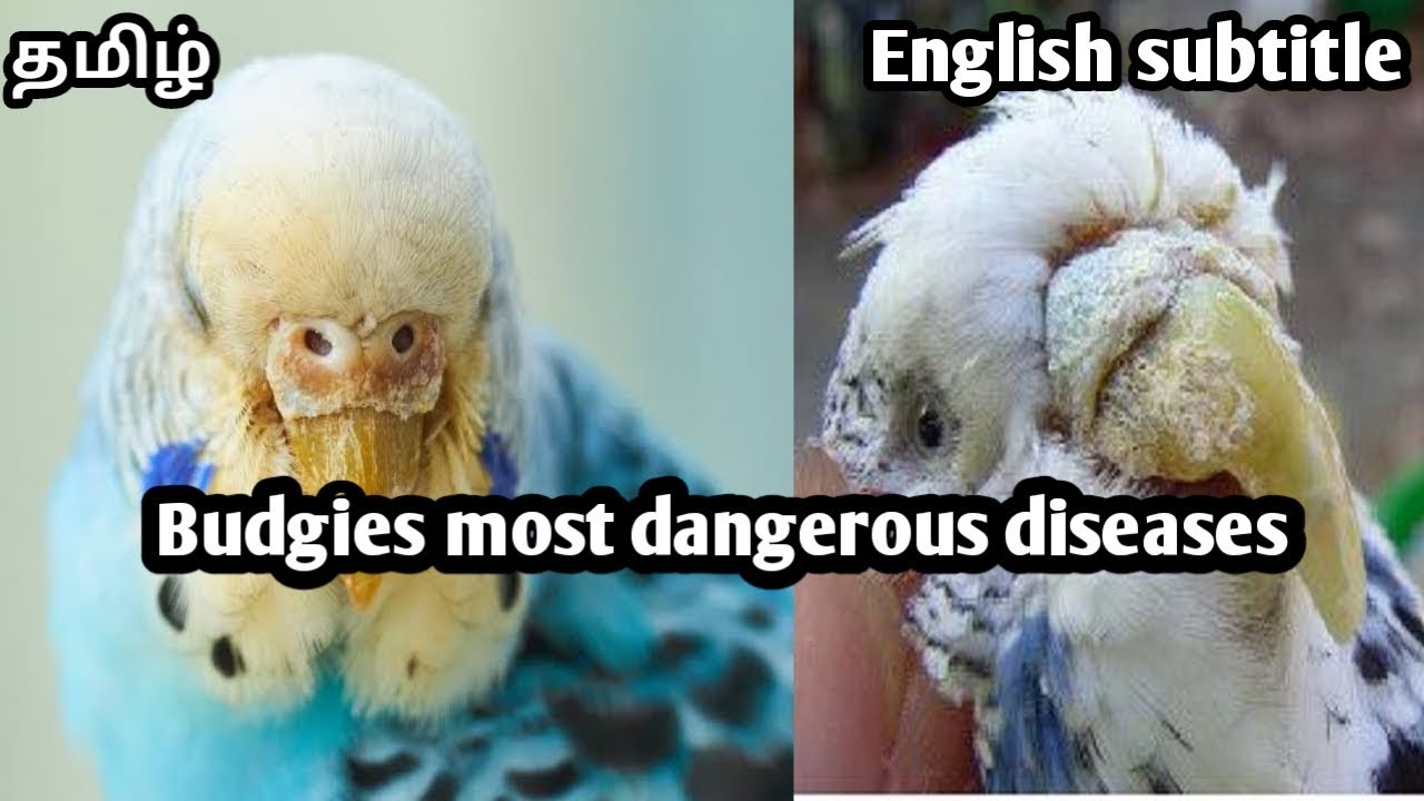 Budgies scaly mites treatment in tamil with english subtitle
