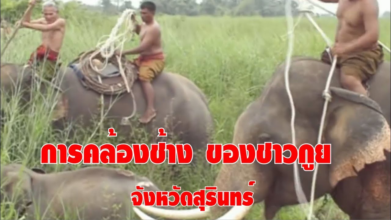 การคล้องช้าง ของชาวกูย จังหวัดสุรินทร์
