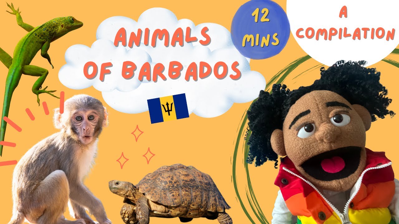 12MINS! Passport Poppy Explores Barbados 🌴✨ | Passport Poppy Compilation Video