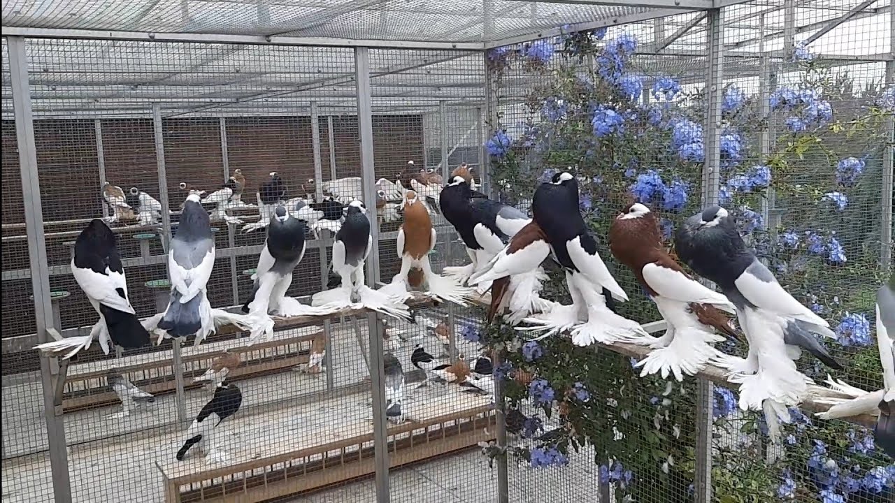 A few of our Reversewing Pouters during the moult in autumn 2022.