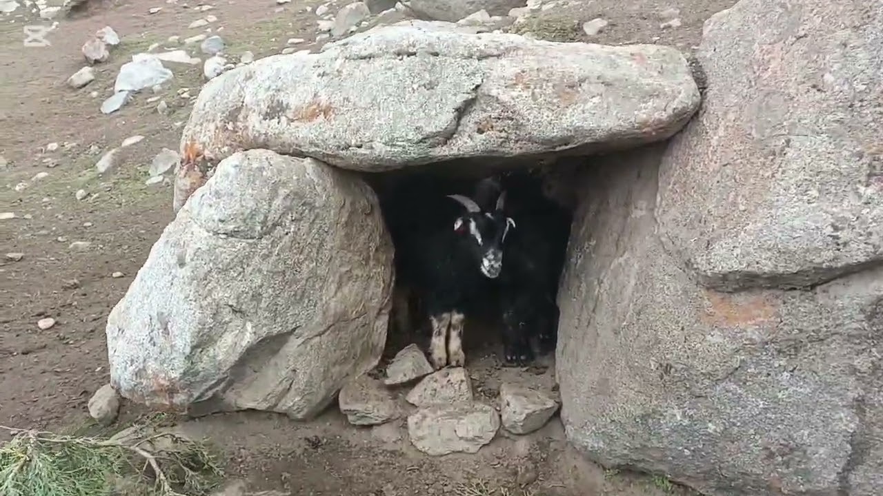 Mountain Goats || Life in Mountain || Gilgit Baltistan