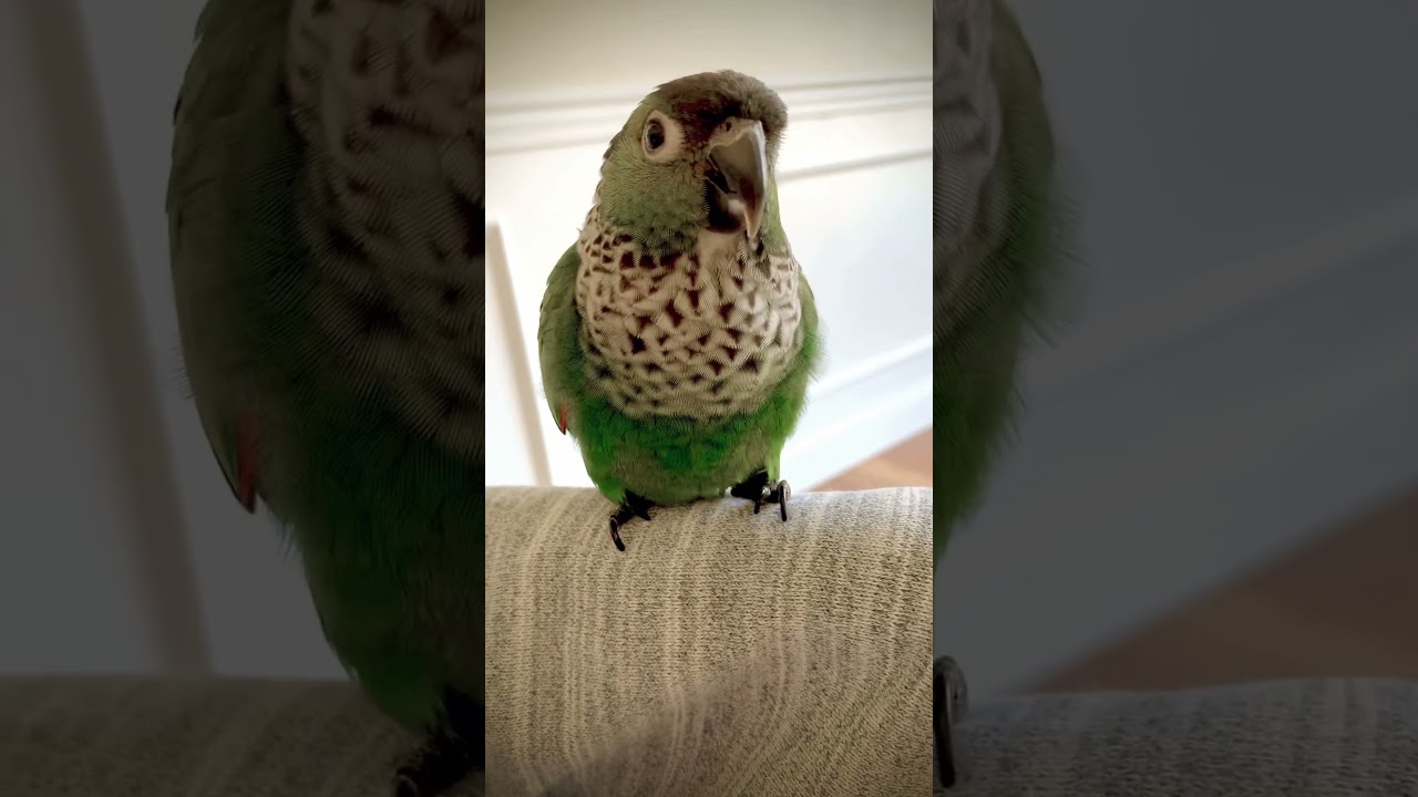 Conure sound - Barking conure parrot