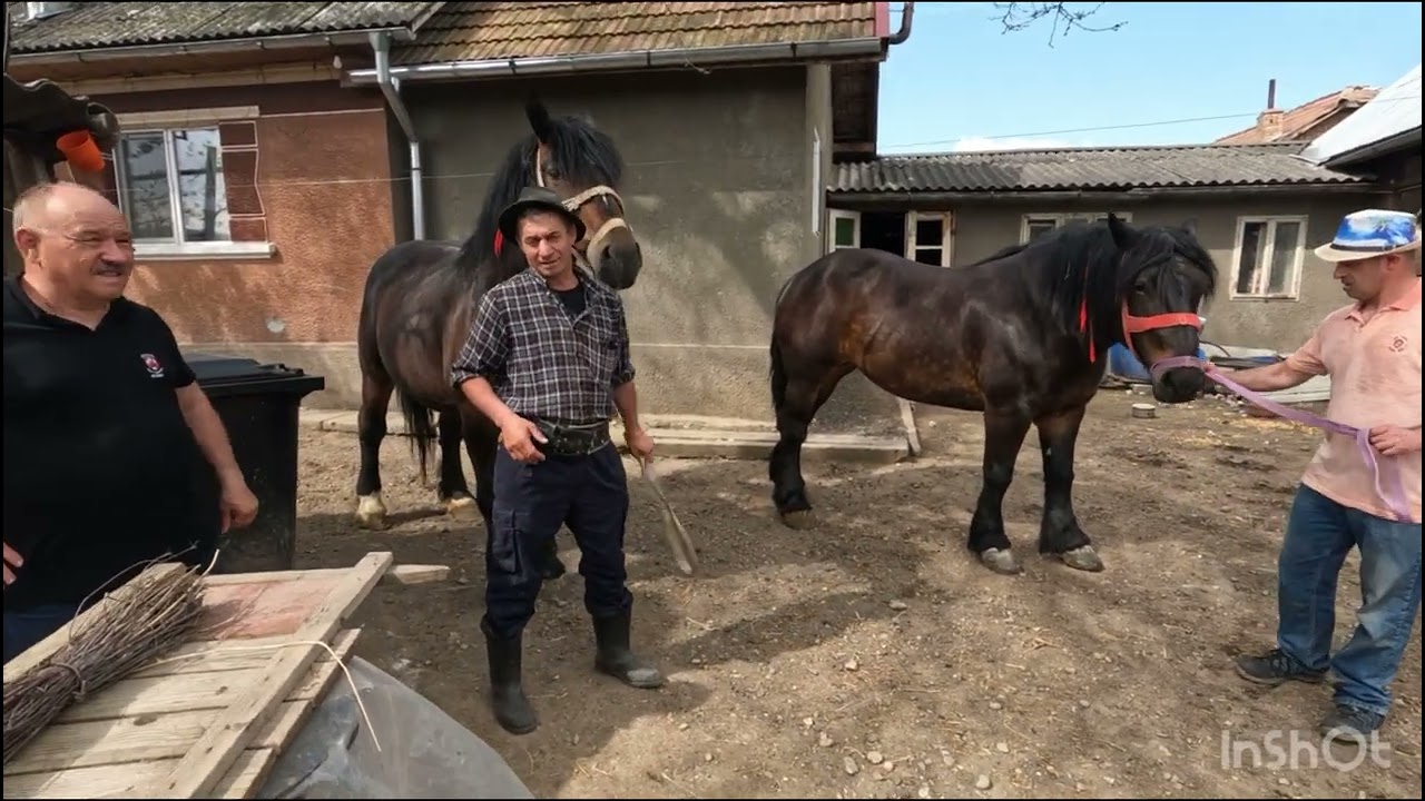 CAII FRAȚILOR FLORIN ȘI NUTU PURA DIN CAȚCAU .CLUJ -CEI MAI FRUMOȘI CAI DIN ZONA
