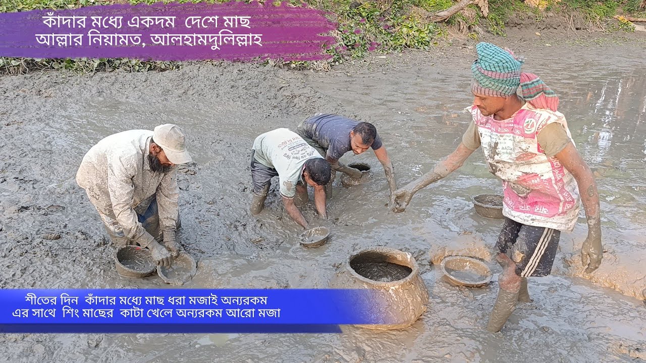 কাদার ভেতর থেকে একের পর এক দেশি মাছ | পুকুর শুকিয়ে মাছ ধরা | শিকারির হাতে ধরা পড়ল টাকি–শোল–কই