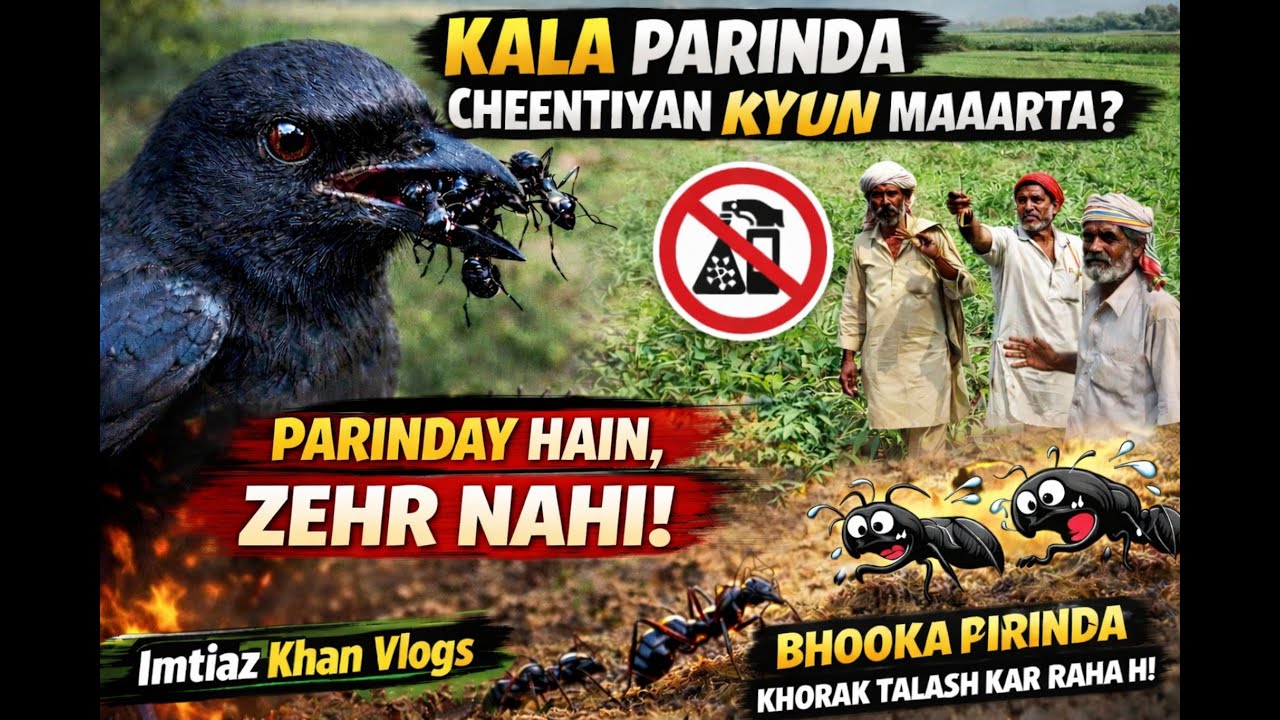 Kala Parinda Kyun Cheentiyan Khata Hai | Moral Lesson from Nature | Imtiaz Khan Vlogs