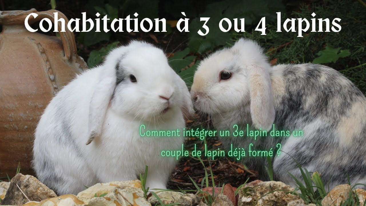 COHABITATION ENTRE PLUSIEURS LAPINS || Comment faire cohabiter 3 lapins et + ensemble ?