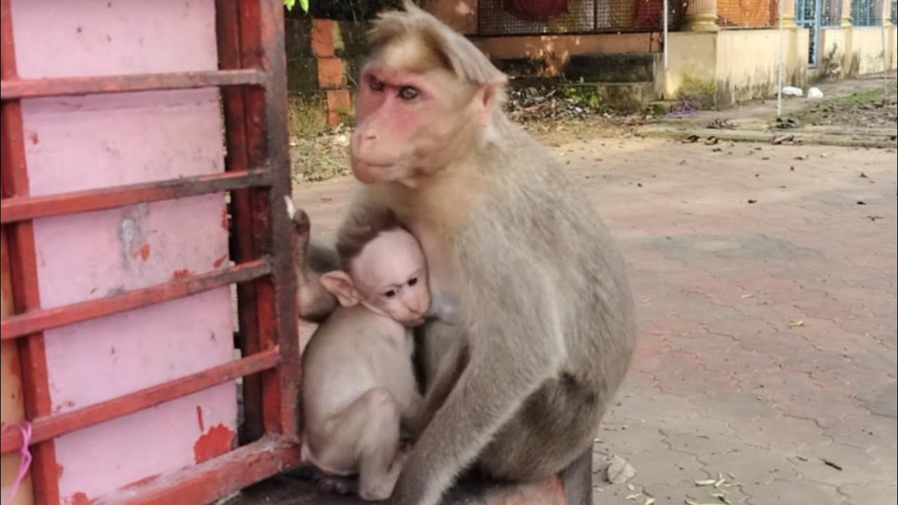 newborn baby monkey at sharngakavu. Monkey. Macaca. Macaque. Bandar. Kurangan. Koti. Monyet. Banara