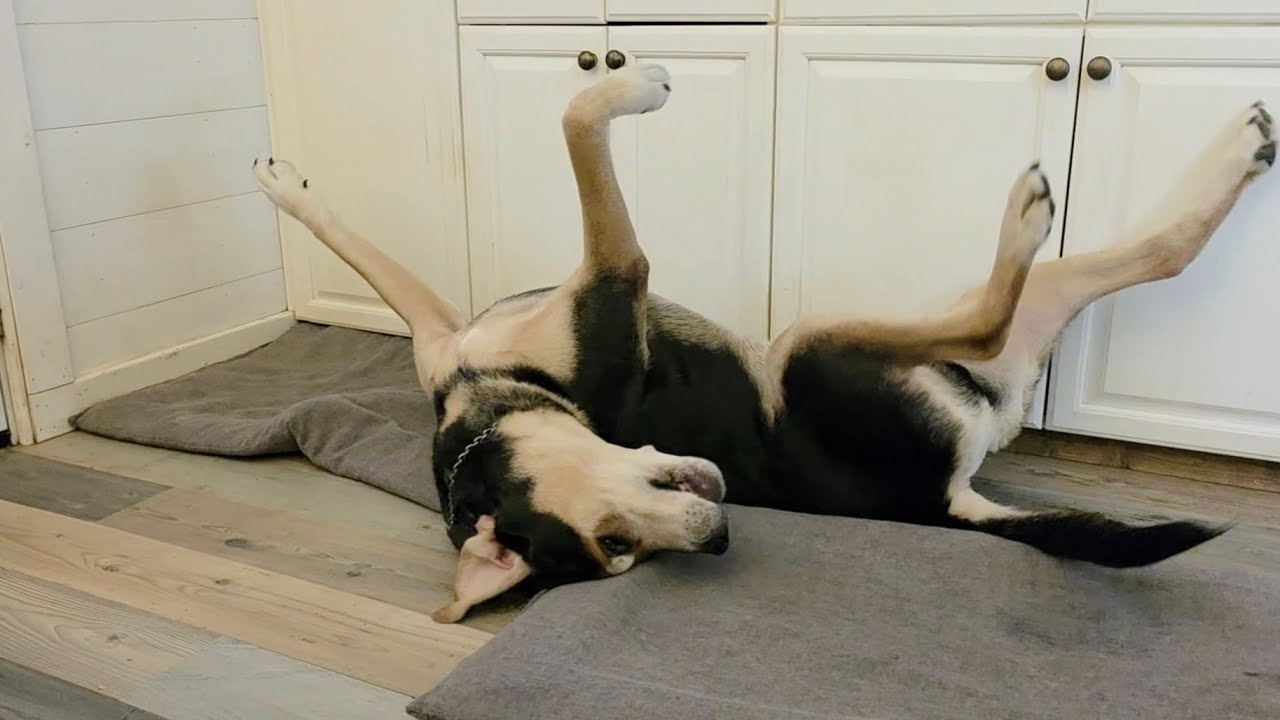 Kobi Plays Possum, again! #dogs