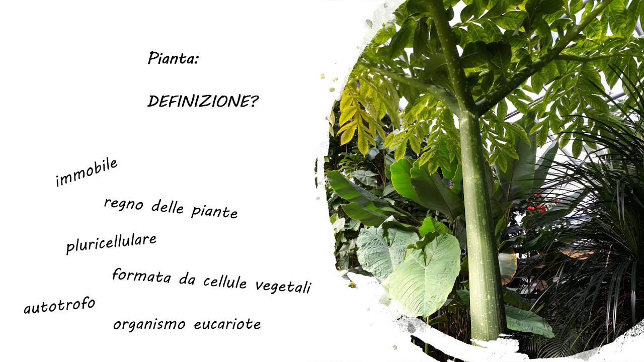 Botanica e classificazione dei vegetali