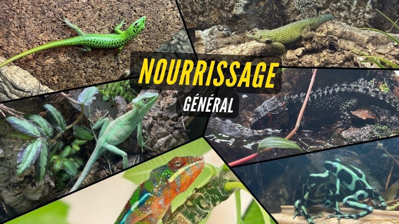 TOUT LE MONDE VA PRENDRE SA PART - Vlog Junglesque n°1