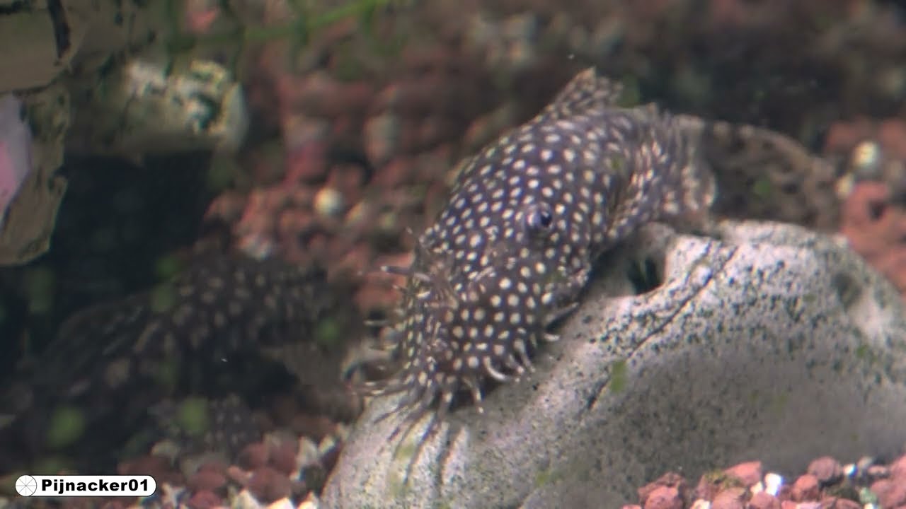Peaceful Aquarium 4K – Guppies, Fry & Giant Plecos