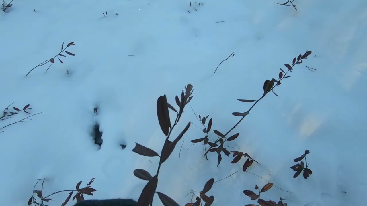 Часть 2. Зимняя прогулка по лесу.