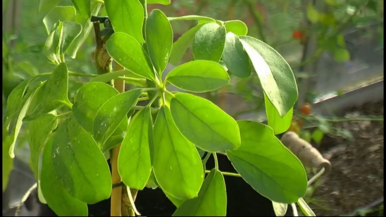Un schefflera pour le bureau