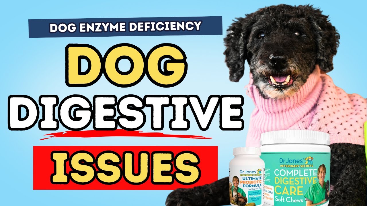 Is Your Dog&rsquo;s Stomach Struggling? Enzyme Deficiency Explained