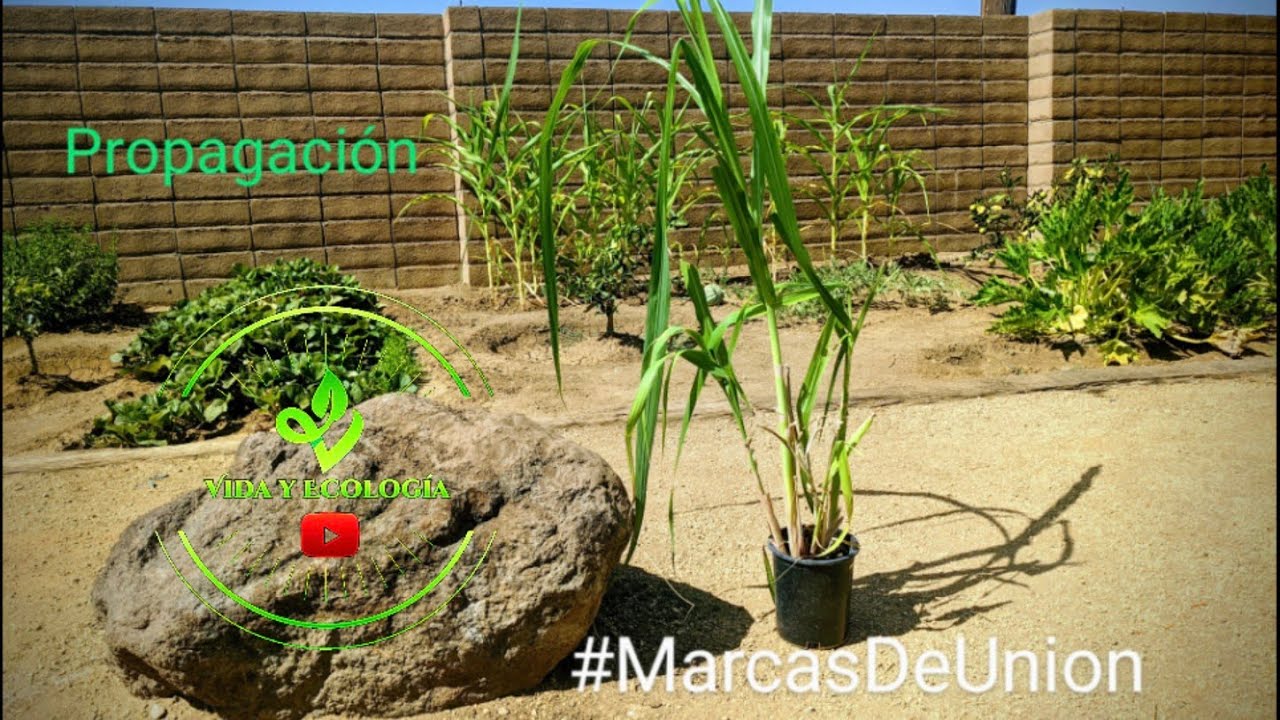 Como propagar la planta de la caña de azúcar de diversas maneras en macetas