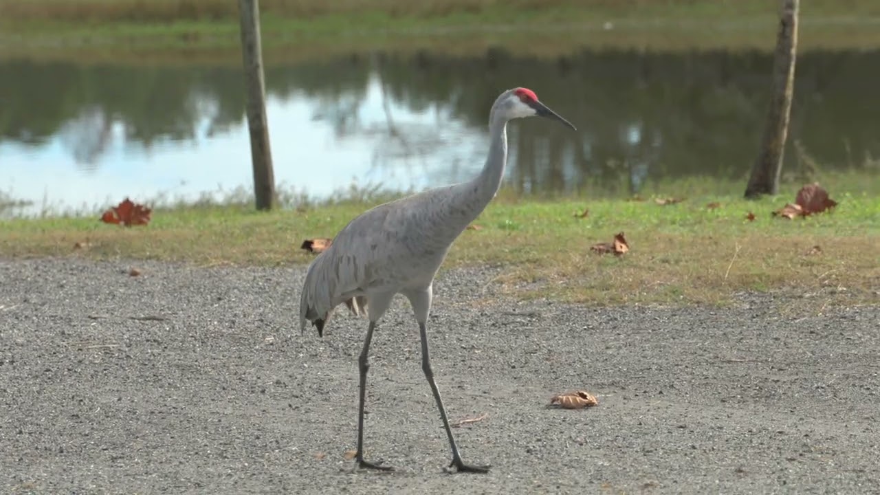 cranes jumping in joy video for your birds