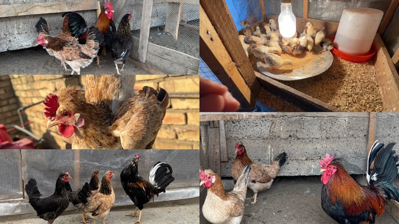يوميات المحميه🐓 +شوفو الفراخ شلون صارن حلوات🐥 +الكحلي بعده مستمر على عرك 💁🏻