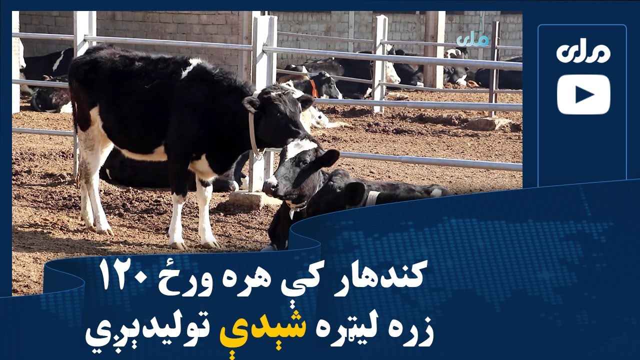 کندهار کې هره ورځ ۱۲۰ زره لیټره شېدې تولیدېږي