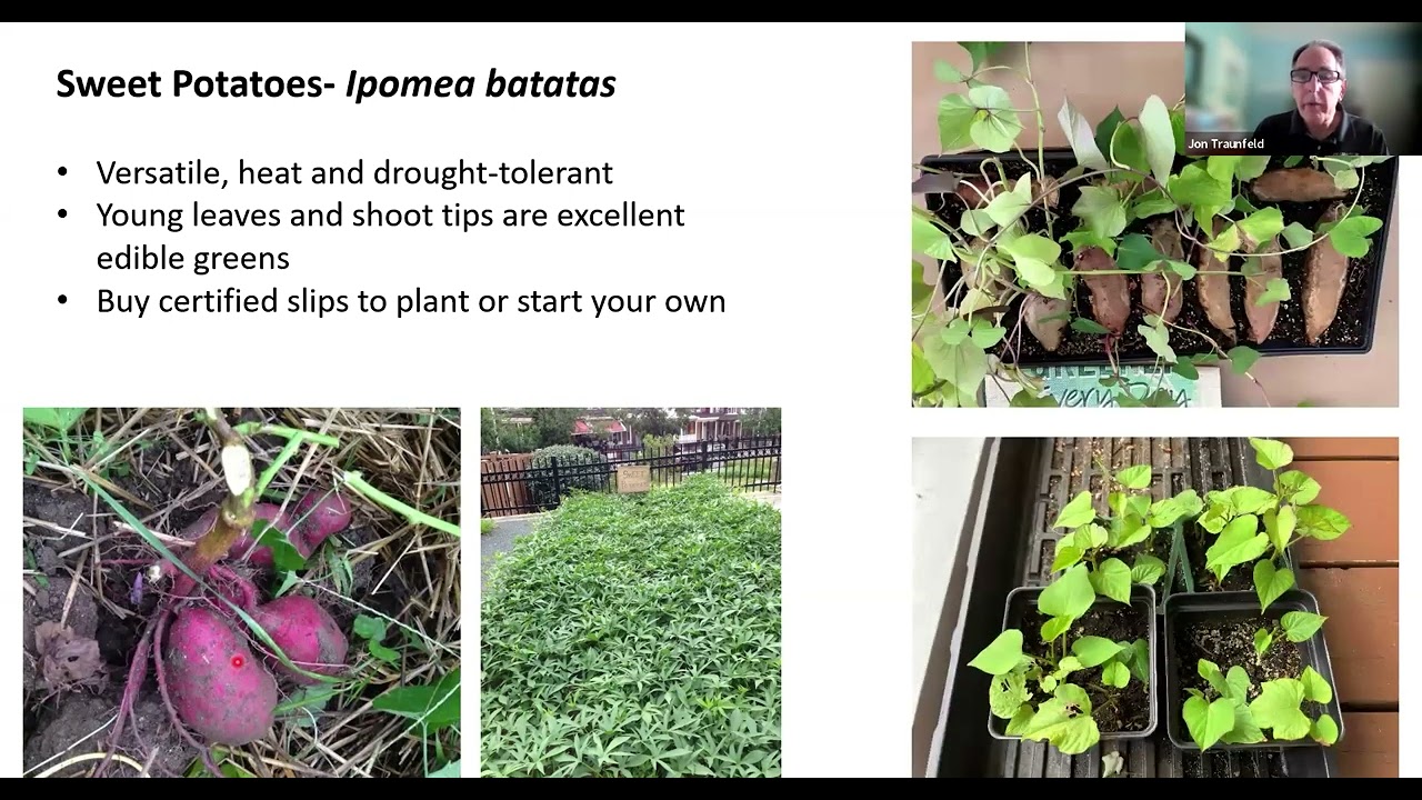 Diverse and Climate Resilient Crops for Maryland Gardens