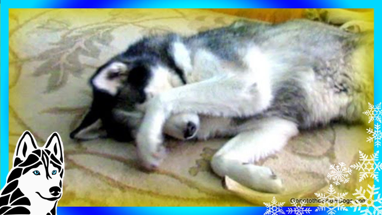 BAD DOG!  What a Guilty Dog! Siberian Husky Shiloh Eats Bread